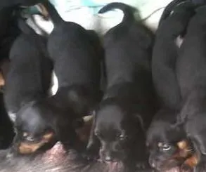 Cachorro raça Salsichas idade 2 a 6 meses nome Principes