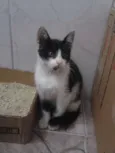 Cléo