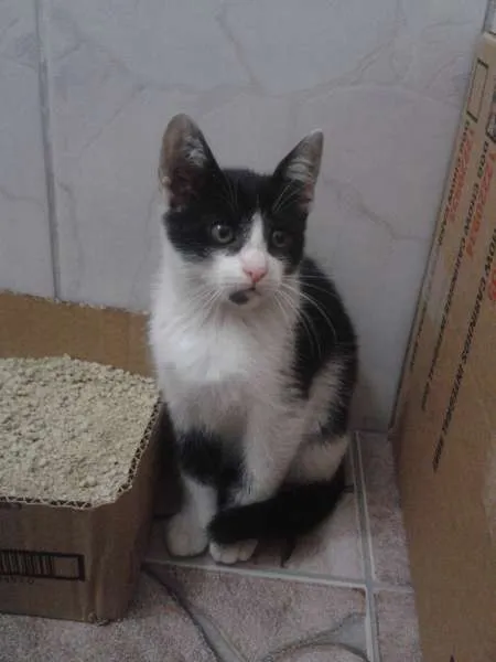 Gato ra a PCB idade 2 a 6 meses nome Cléo