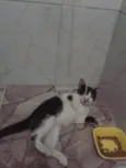 Cléo