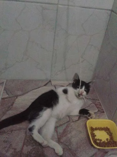 Gato ra a PCB idade 2 a 6 meses nome Cléo