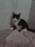 Cléo