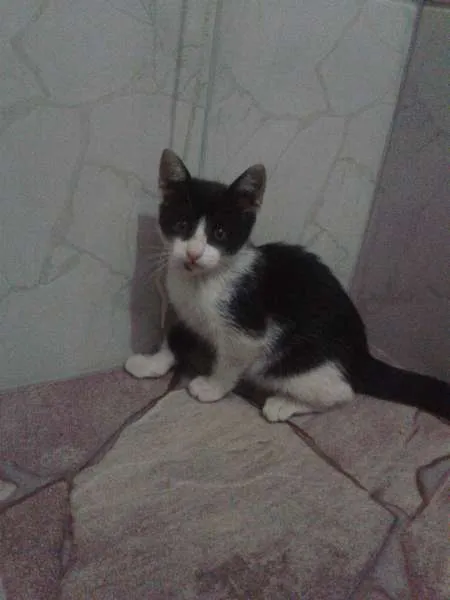 Gato ra a PCB idade 2 a 6 meses nome Cléo