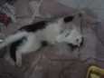 Cléo