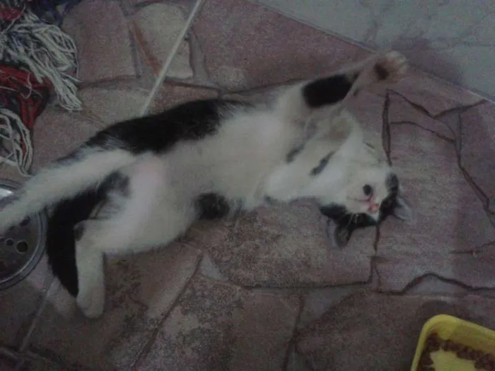 Gato ra a PCB idade 2 a 6 meses nome Cléo