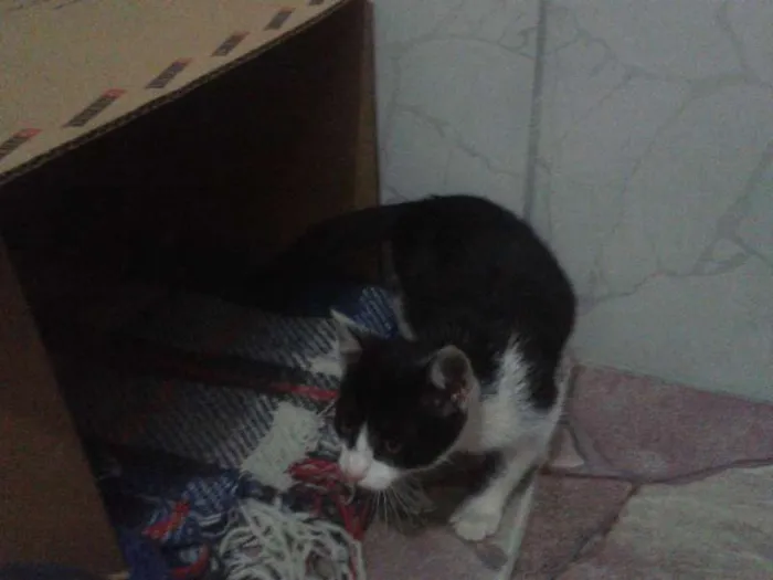 Gato ra a PCB idade 2 a 6 meses nome Cléo