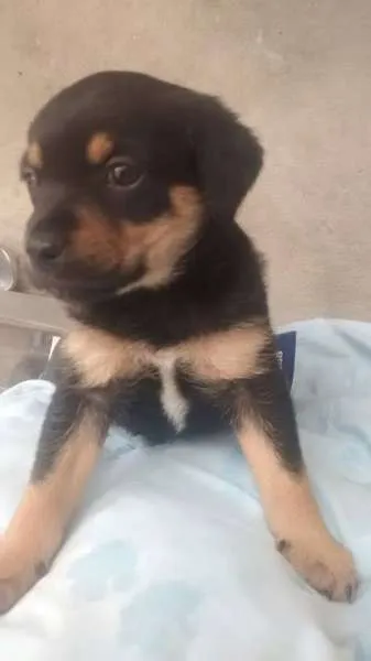 Cachorro ra a SRD idade Abaixo de 2 meses nome bebe