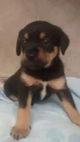 bebe