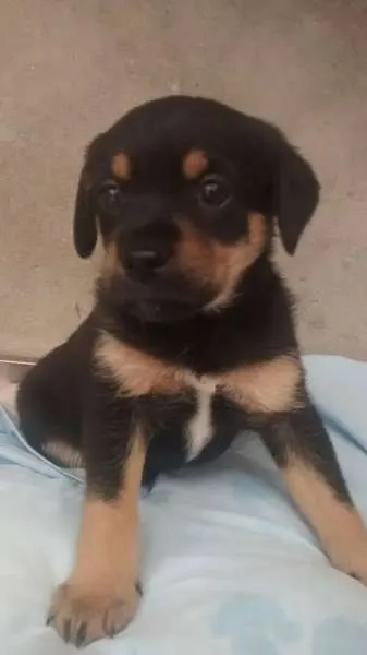 Cachorro ra a SRD idade Abaixo de 2 meses nome bebe