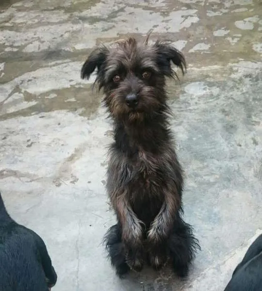 Cachorro ra a SRD idade 1 ano nome Cirkinho
