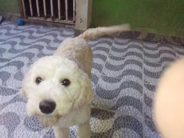 Cachorro ra a Poodle mix idade 7 a 11 meses nome Pepe