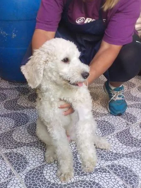 Cachorro ra a Poodle mix idade 7 a 11 meses nome Pepe