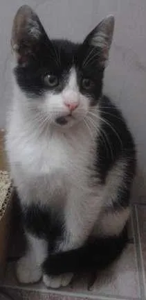 Gato ra a PCB idade 2 a 6 meses nome Cléo