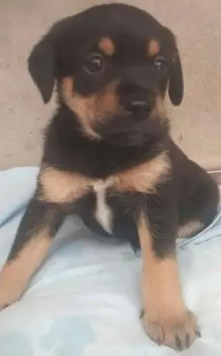 Cachorro ra a SRD idade Abaixo de 2 meses nome bebe
