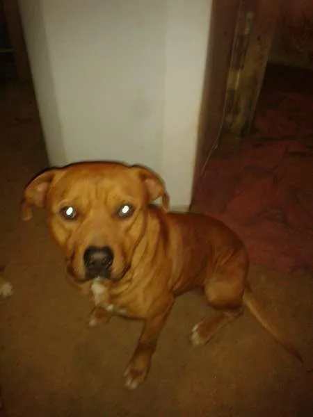 Cachorro ra a Pit Bull  idade 3 anos nome Thour 