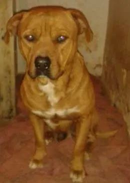 Cachorro ra a Pit Bull  idade 3 anos nome Thour 