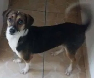 Cachorro raça smisturado idade  nome veremos