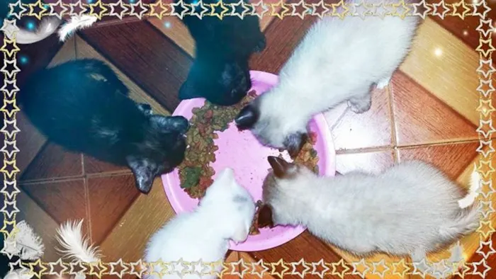 Gato ra a mistiços idade 2 a 6 meses nome não tem
