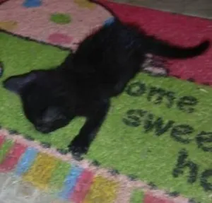Gato raça Sem raça idade Abaixo de 2 meses nome Sem Nome