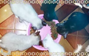 Gato raça mistiços idade 2 a 6 meses nome não tem