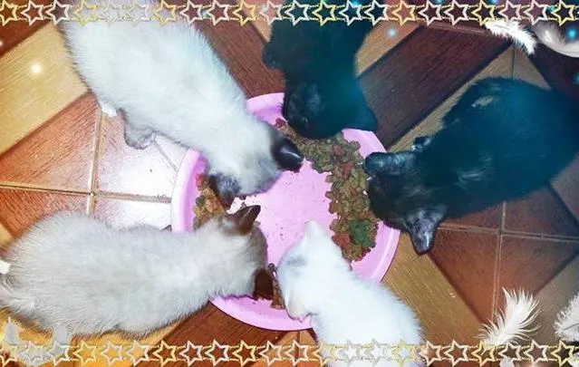 Gato ra a mistiços idade 2 a 6 meses nome não tem