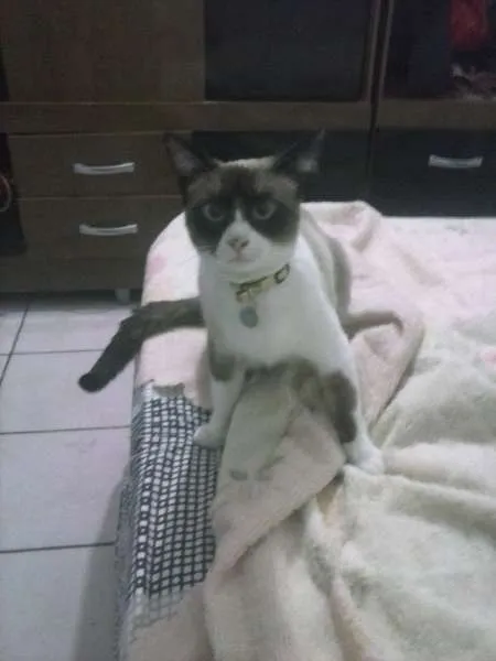 Gato ra a Mestiça/Siamês idade 7 a 11 meses nome Sky