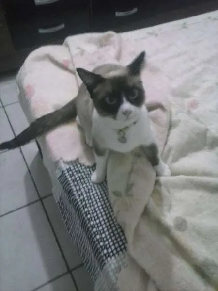 Gato ra a Mestiça/Siamês idade 7 a 11 meses nome Sky