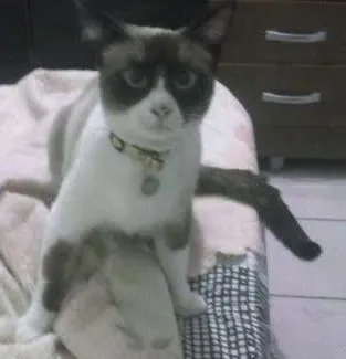 Gato ra a Mestiça/Siamês idade 7 a 11 meses nome Sky