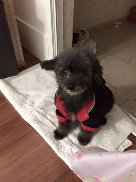Cachorro ra a Poodle idade 6 ou mais anos nome -