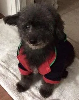 Cachorro raça Poodle idade 6 ou mais anos nome -