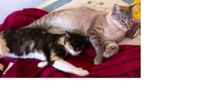 Gato raça  idade 1 ano nome Bia e Lua