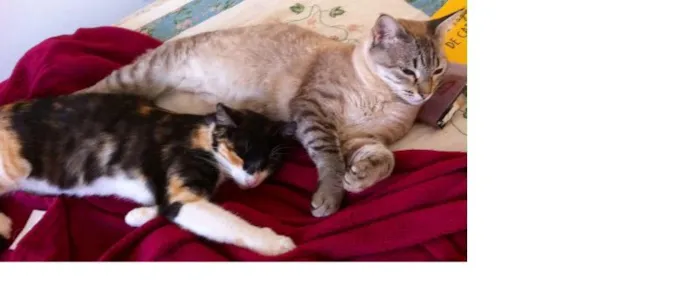 Gato ra a idade 1 ano nome Bia e Lua