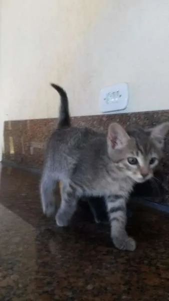 Gato raça vira lata  idade Abaixo de 2 meses nome Tica e Teca