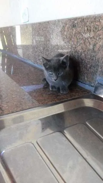 Gato raça vira lata  idade Abaixo de 2 meses nome Tica e Teca