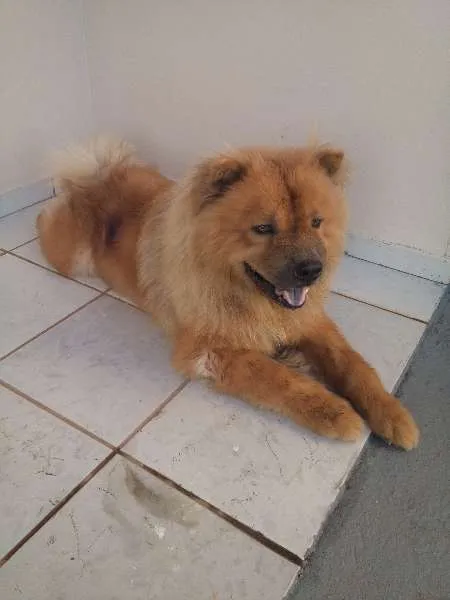 Cachorro raça Chow Chow idade 1 ano nome Tufão