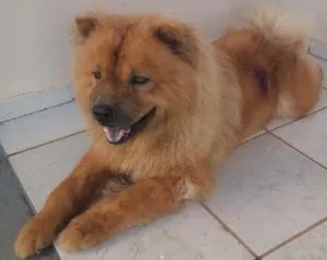 Cachorro raça Chow Chow idade 1 ano nome Tufão