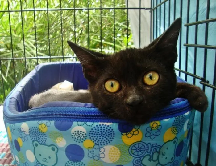 Gato ra a Srd idade 2 a 6 meses nome Seu Jorge