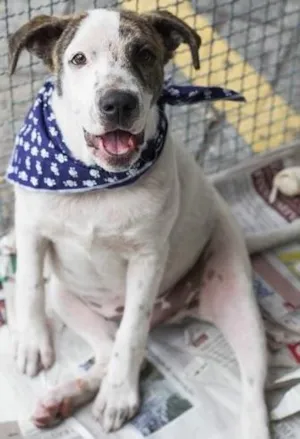 Cachorro raça Srd idade 2 a 6 meses nome Lindinho