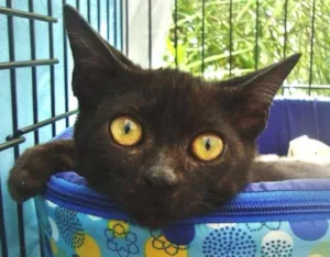 Gato raça Srd idade 2 a 6 meses nome Seu Jorge