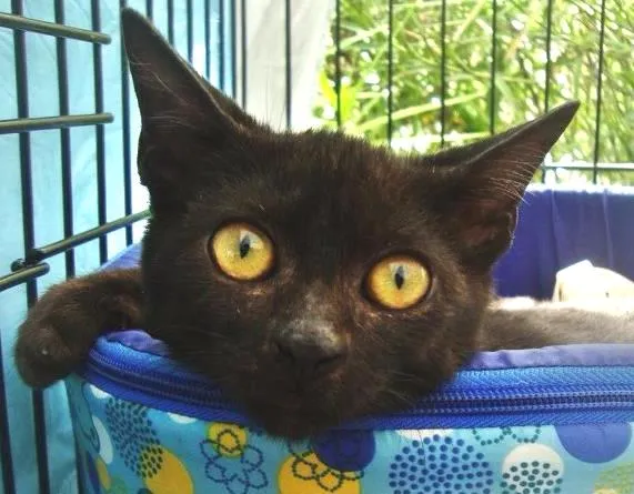 Gato ra a Srd idade 2 a 6 meses nome Seu Jorge
