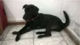 Cachorro raça Vira lata  idade 1 ano nome Neguinha 