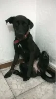 Cachorro raça Vira lata  idade 1 ano nome Neguinha 