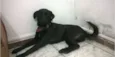 Cachorro raça Vira lata  idade 1 ano nome Neguinha 