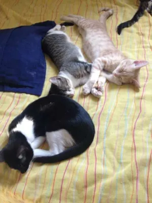 Gato raça  idade 2 a 6 meses nome Zorro, Bartolomeu, 