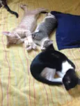 Zorro, Bartolomeu, 