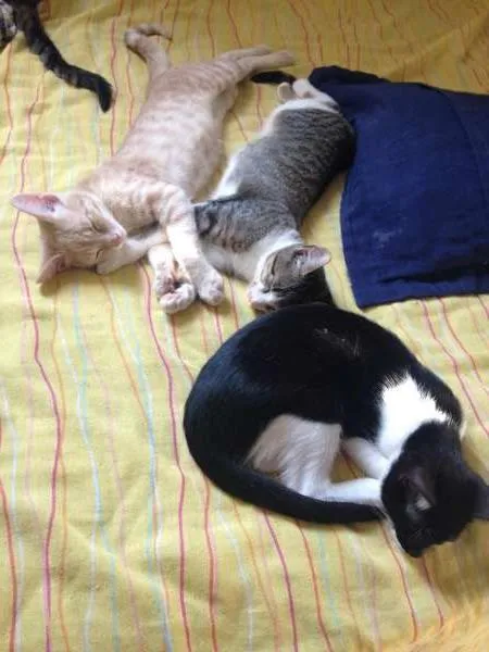 Gato raça  idade 2 a 6 meses nome Zorro, Bartolomeu, 