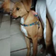 lindinha