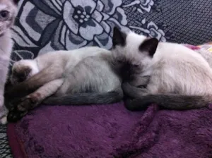 Gato raça Siamês idade 2 a 6 meses nome Menina