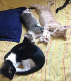 Gato raça  idade 2 a 6 meses nome Zorro, Bartolomeu, 
