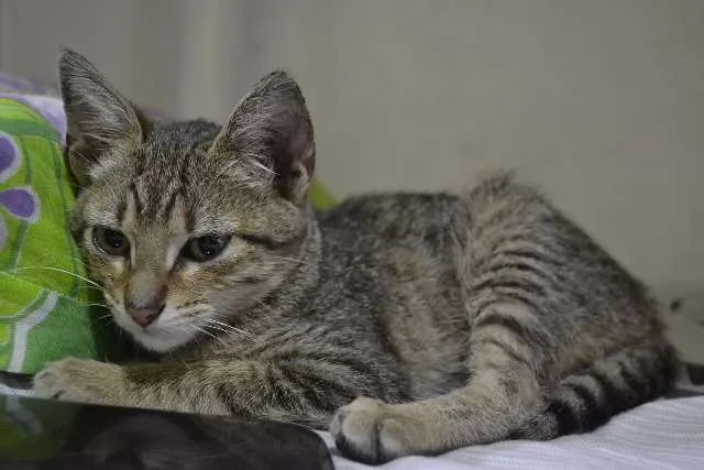 Gato ra a srd idade 2 a 6 meses nome Canela